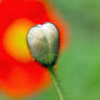 Iceland Poppy