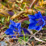 Gentian