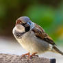 Portrait of a Sparrow