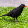 Blackbird