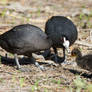 Australian Coots