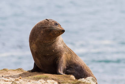 NZ Fur Seal