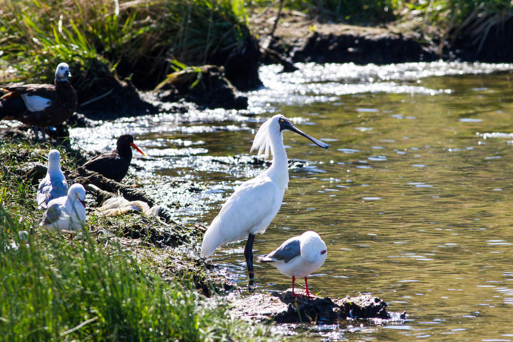 Royal Spoonbill