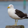 Southern black-backed gull