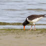 South Island pied oystercatcher