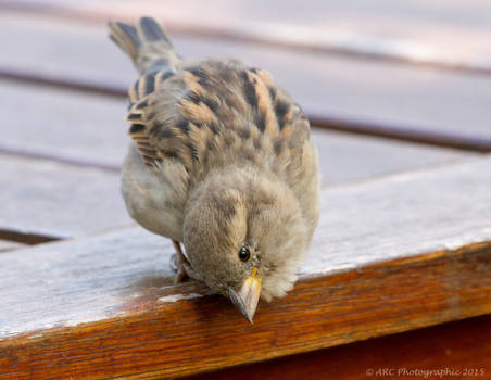 Curious Sparrow