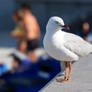 Aussie Seagull