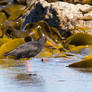 Oyster Catcher