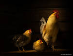 Chickens by lashrasch