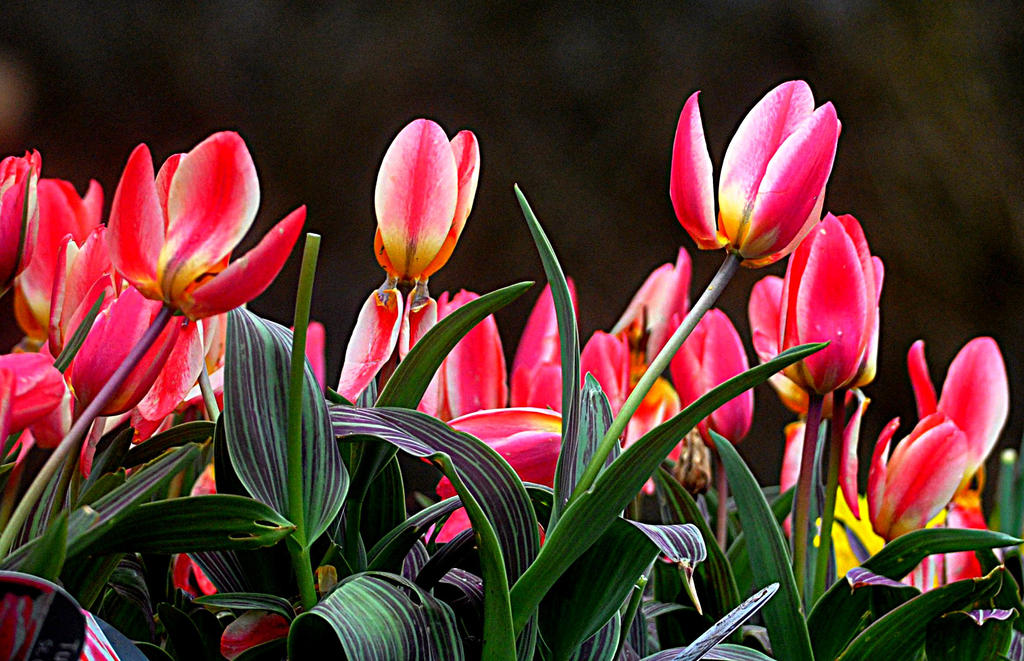 Open for spring by GDSimpson on DeviantArt