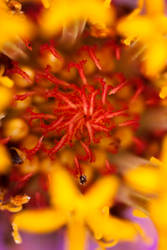 inside the flower