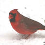 Male Cardinal 5