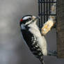 Male Downy Woodpecker