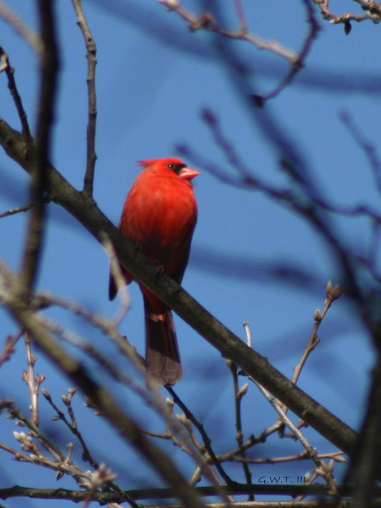 Easter Morning Cardinal by natureguy on DeviantArt