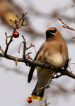 Cedar Waxwing II by natureguy