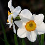 Daffodil I