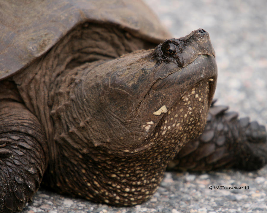 Snapping Turtle profile by natureguy on DeviantArt