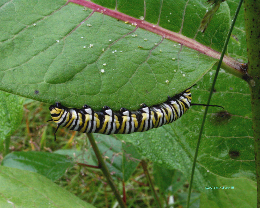 Monarch Butterfly in disguise