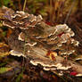 autumn still life