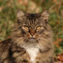 Shadow the Farm Cat