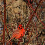 Shades of Red