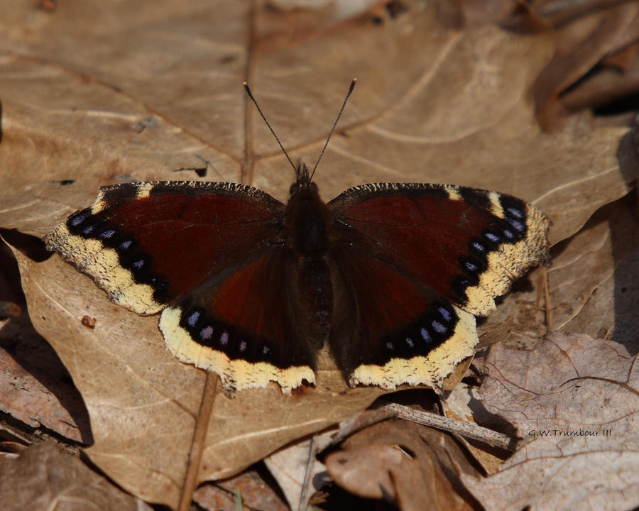 Mourning Cloak Butterfly