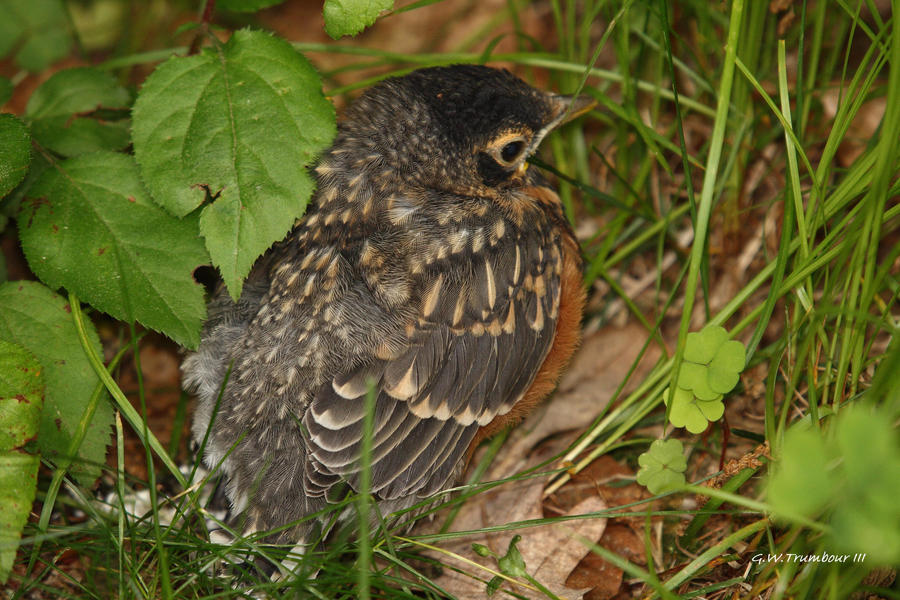 Fledging Rook Robin fledging I by natureguy on DeviantArt