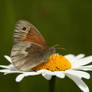 Common Ringlet butterfly