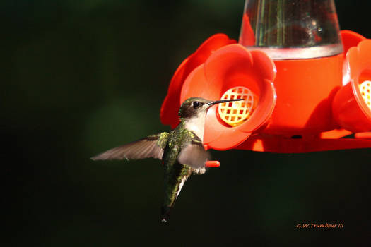 Female Humming bird