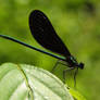 Ebony Jewelwing I