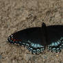 Red Spotted Purple butterfly I