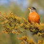 January Robin