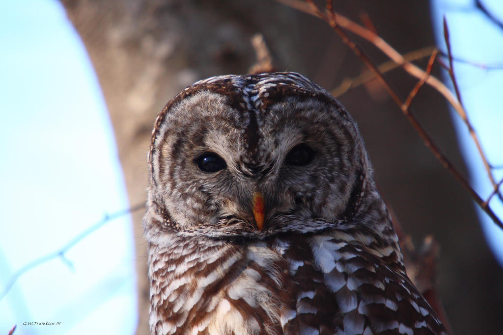 Barred Owl II