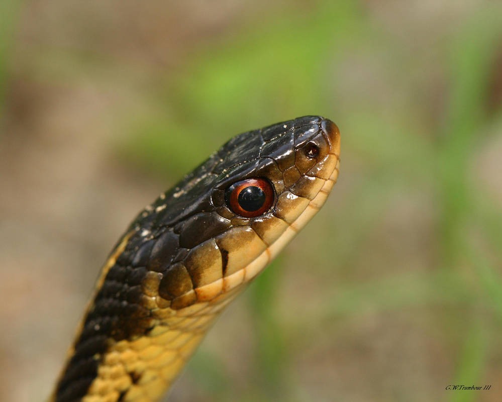 Slithering smile by natureguy on DeviantArt