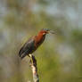 Green Heron profile