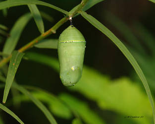 Monarch Butterfly Chrysalis