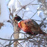 Winter Ringneck Pheasant