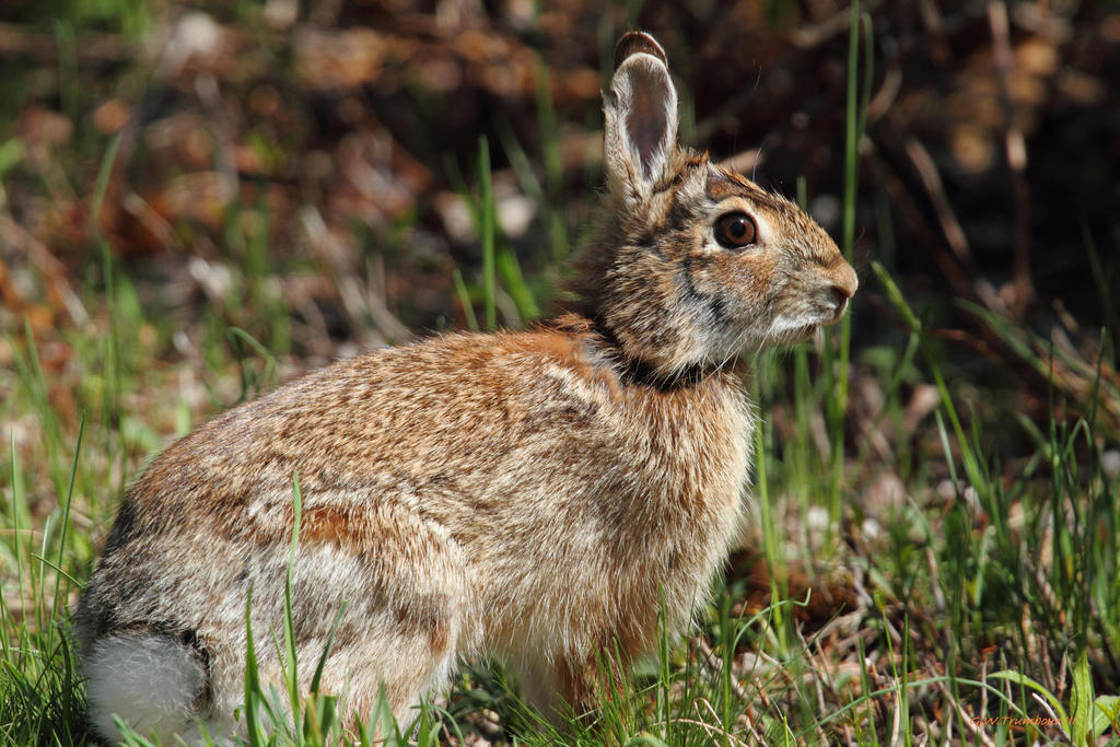 Friday morning Bunny by natureguy on DeviantArt