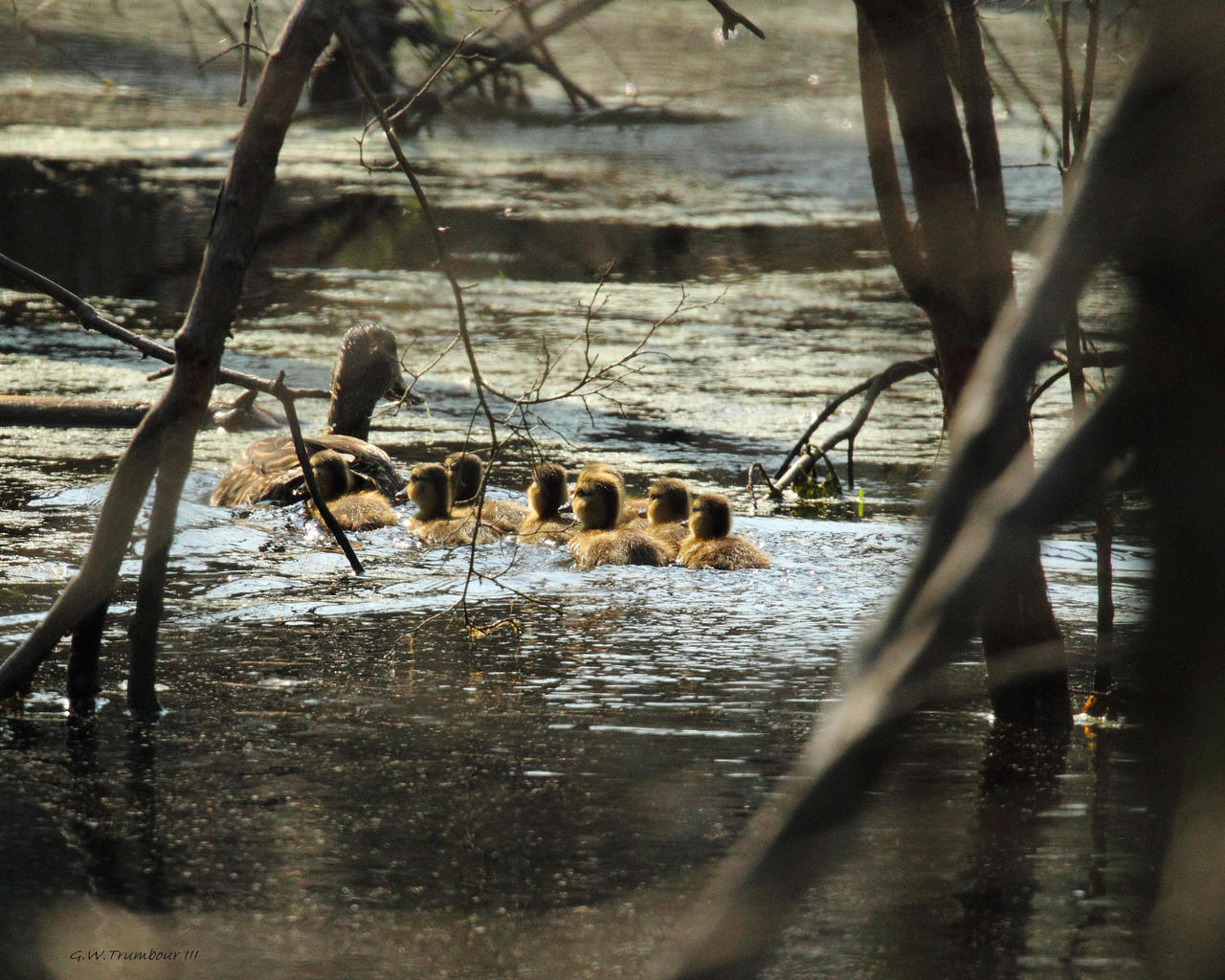 Mallard Duck Hatchlings 2011 by natureguy on DeviantArt