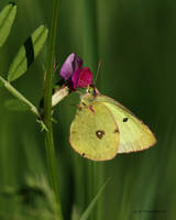 Clouded Sulphur I 2011