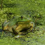 Baritone of the Marsh