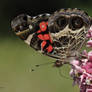 American Painted Lady