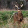 little 6 pointer staredown