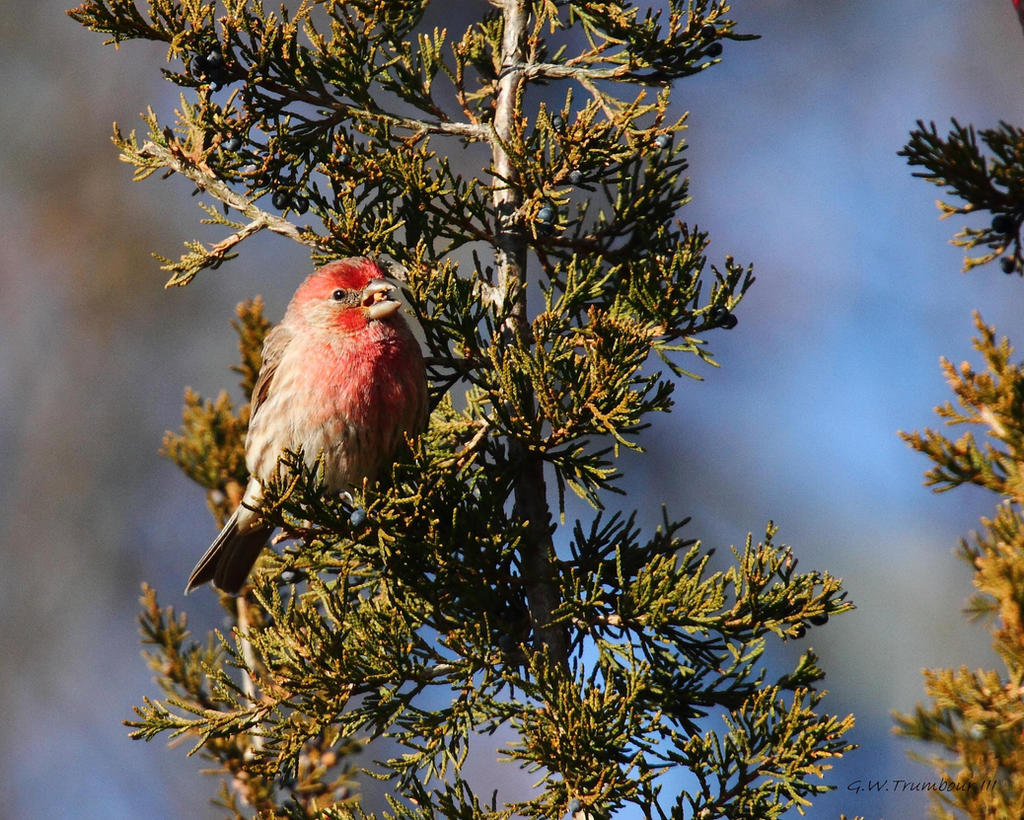 Purple Finch