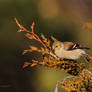 Goldfinch on cedar tree
