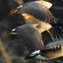 Canada Goose fly by