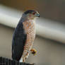 Coopers Hawk