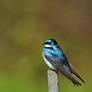 Tree Swallow 2012