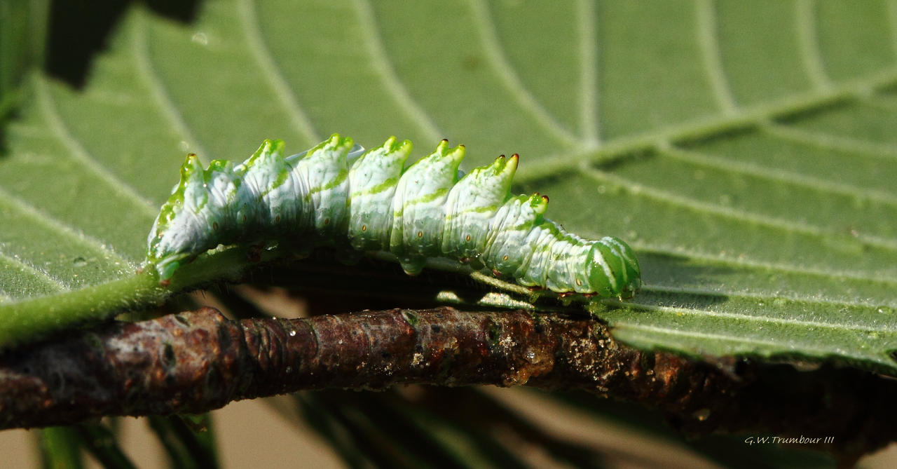 Double tooth prominent Caterpillar