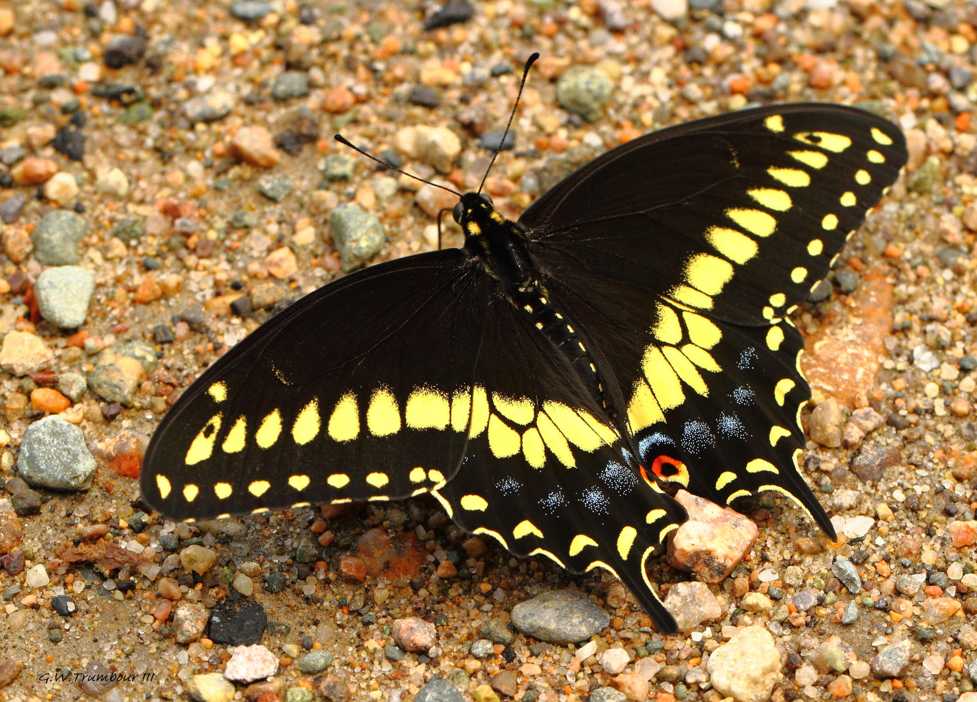 Topside view of a Black Swallowtail butterfly